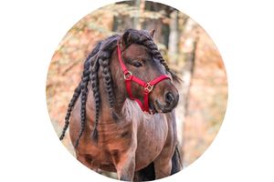 Halter & Leads Horse