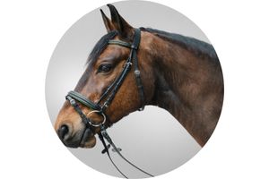 Bridles Horses