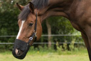 Grazing Muzzles