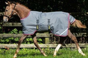 Foal Rugs Horse