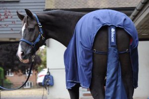 Rug Accessories Horse