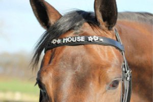 Browbands Horse