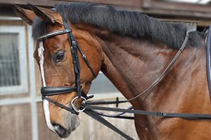 Uithoudingsvermogen leerboek Kinderachtig Paarden spullen kopen? MHS Ruitersport de grootste online ruitershop!