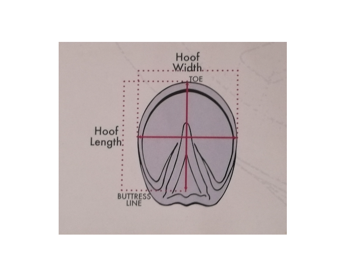 Easycare Hoof Boot Boa Hoof Boot buy online Minihorseshop