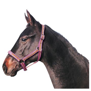 Premiere Halter foal Fun Veulen XS-VERVALLEN Pink