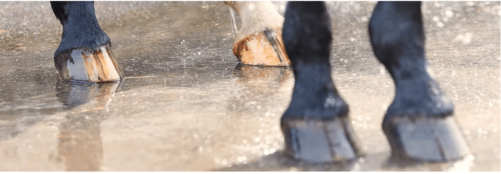 Does your horse suffer from sensitive hooves? This may be the cause